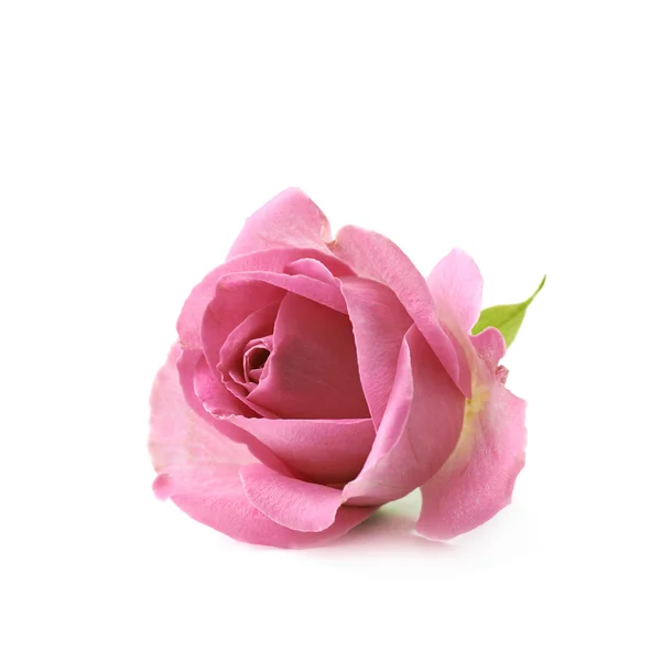 Jeden różowy pąk róży na białym tle — Zdjęcie stockowe