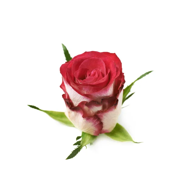 单一的红色和白色的玫瑰花蕾 — 图库照片