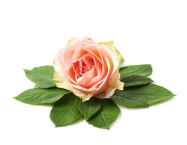 Трояндовий бутон в оточенні листя — стокове фото