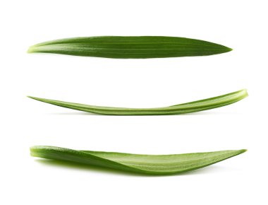 İzole tek yeşil chrysanthemus yaprak