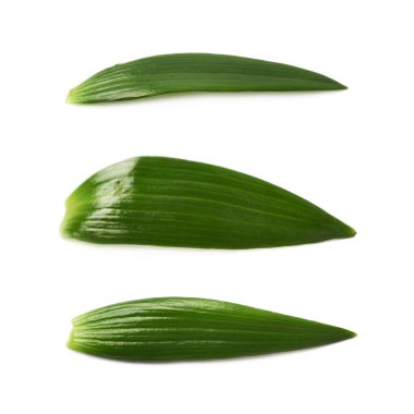 İzole tek yeşil chrysanthemus yaprak