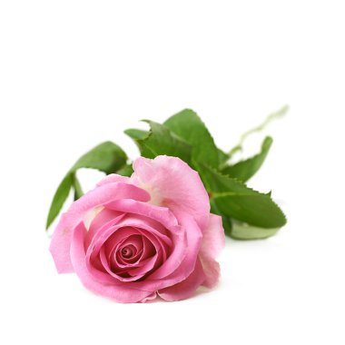 Tek pembe Gül izole