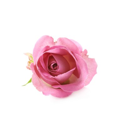 Tek pembe Gül bud izole