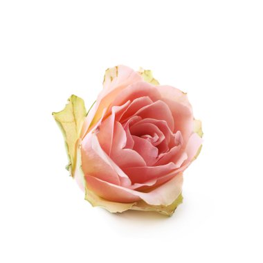 Tek beyaz gül bud izole