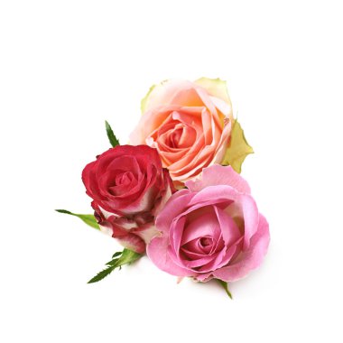 İzole gül tomurcukları kompozisyon