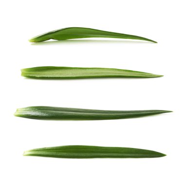 İzole tek yeşil chrysanthemus yaprak