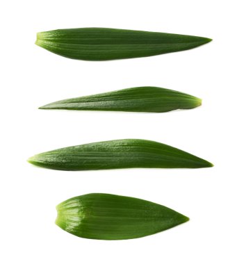 İzole tek yeşil chrysanthemus yaprak