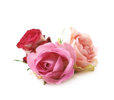 İzole gül tomurcukları kompozisyon