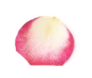 İzole tek gül yaprağı