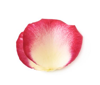 İzole tek gül yaprağı