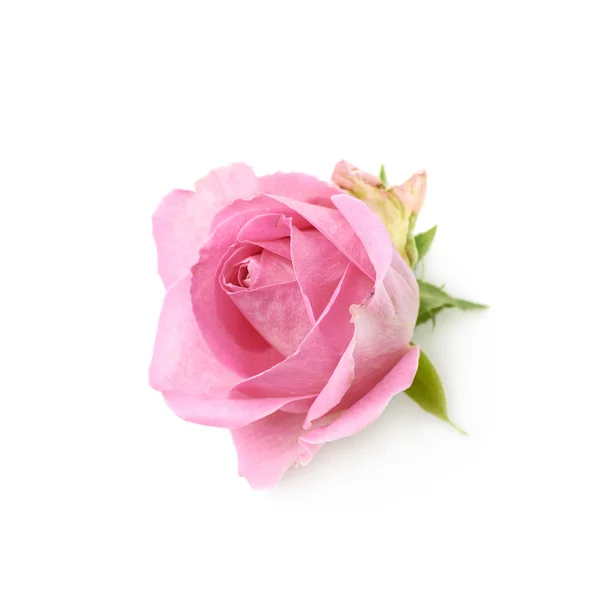 Single Pink Rose Bud Isolated — Stock Photo © Nbvf89 104257554