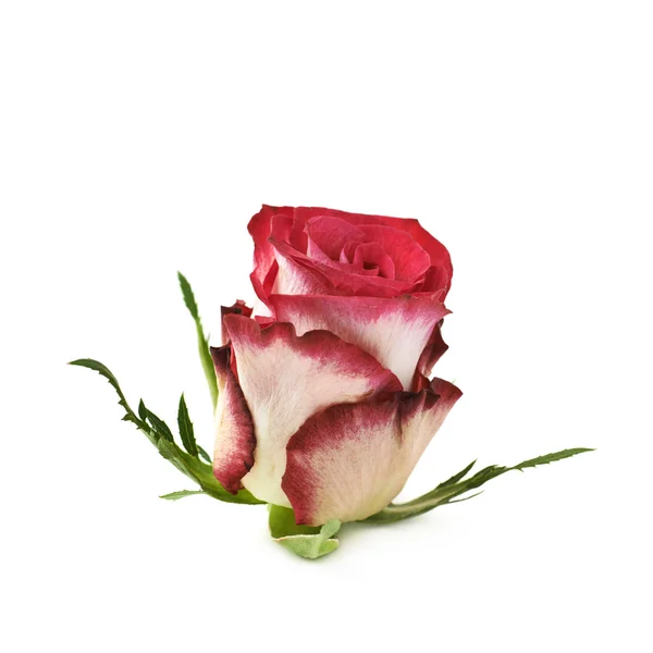 单一的红色和白色的玫瑰花蕾 — 图库照片