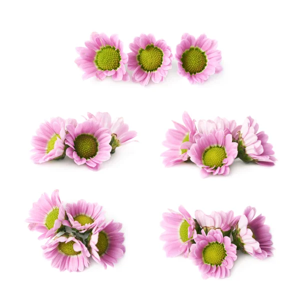 Multiple chrysanthemum flower buds isolated — Stock Photo, Image