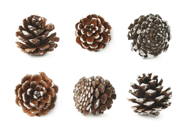 Single decorational pine cone isolated — Stock Photo, Image