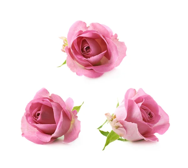 Singola rosa rosa bocciolo isolato — Foto Stock