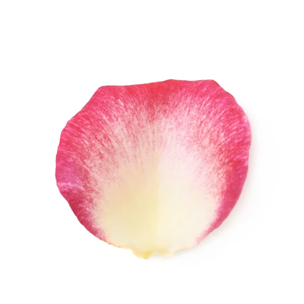 Pétalo de rosa aislado — Foto de Stock