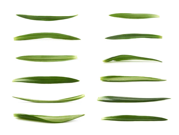 Einzelnes grünes Chrysanthemenblatt isoliert — Stockfoto
