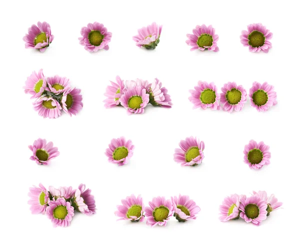 Multiple chrysanthemum flower buds isolated — Stock Photo, Image