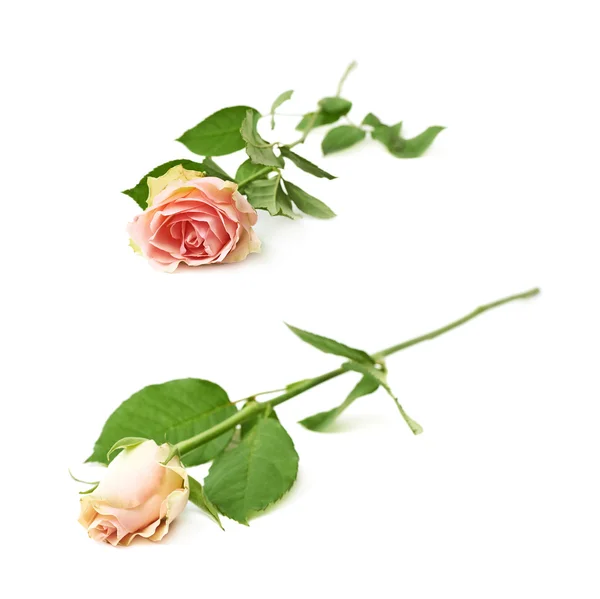 Bílou růži, izolované — Stock fotografie