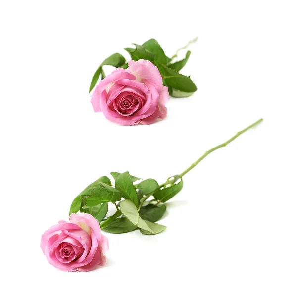 Rosa rosa singola isolata — Foto Stock