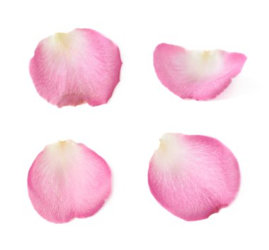 İzole tek gül yaprağı