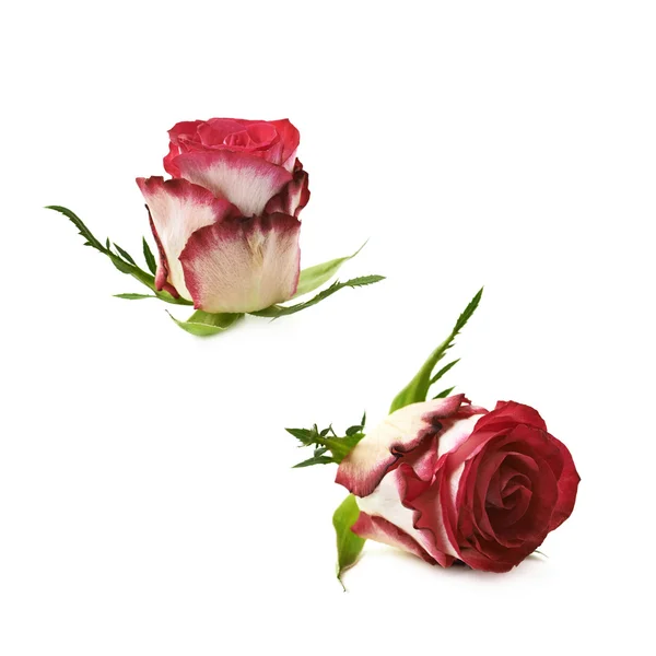 Einzelne rote und weiße Rosenknospen — Stockfoto