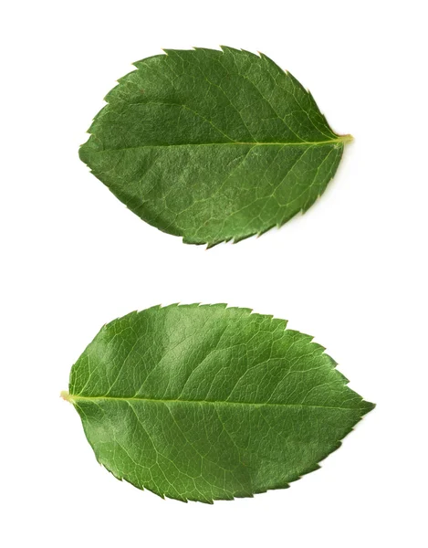 分離した単一緑バラの葉 — ストック写真