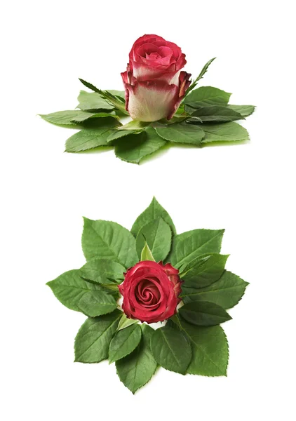 Růže bude obklopena s listy — Stock fotografie