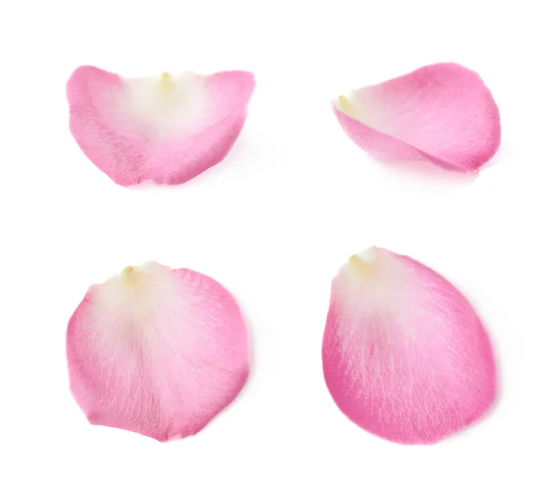 Single rose petal isolated — Stock Photo, Image