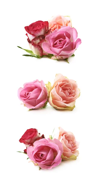 Růže poupata složení izolované — Stock fotografie