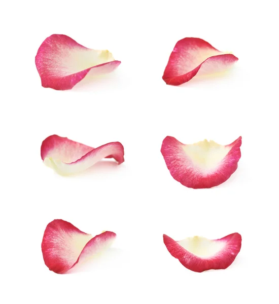 Singolo petalo di rosa isolato — Foto Stock