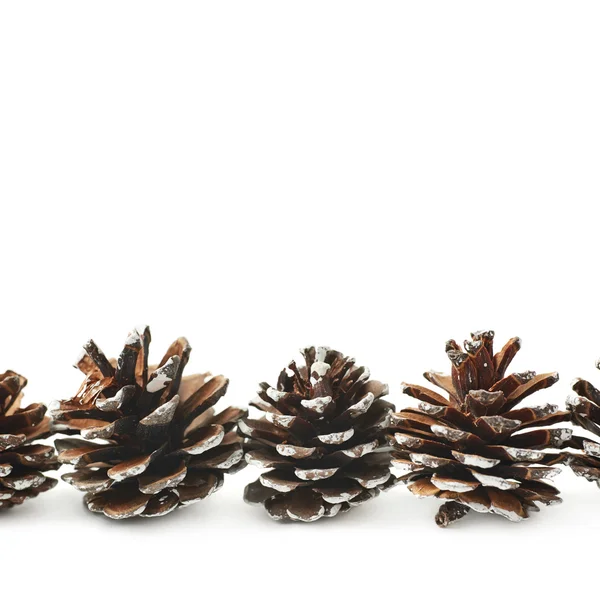 Cones de pinheiro decorativos isolados — Fotografia de Stock