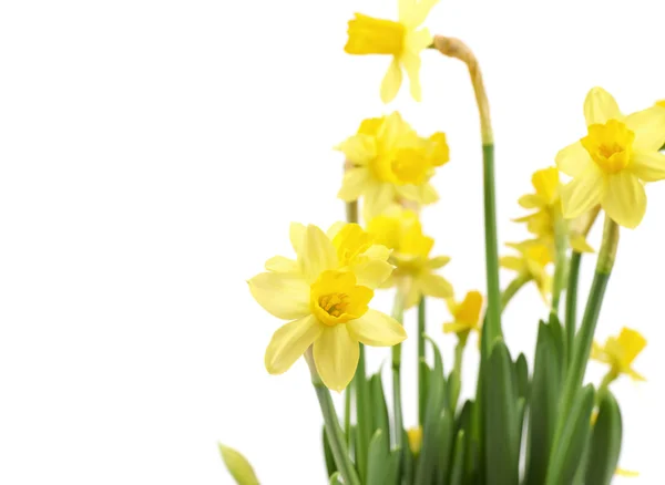 Gelbe Narzissenblüte isoliert — Stockfoto