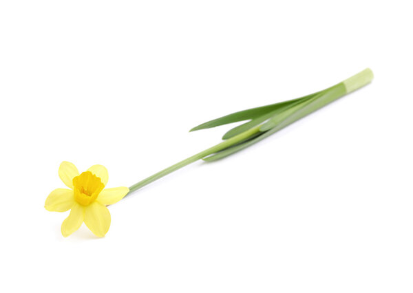 Желтый нарцисс цветок изолирован
