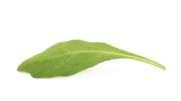 고립 된 단일 녹색 로켓 샐러드 잎 — 스톡 사진