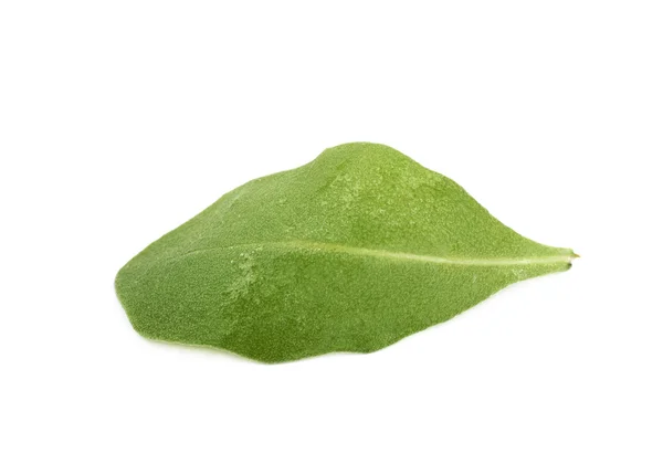 Ενιαία πράσινη σαλάτα ρόκα φύλλων απομονωθεί — Φωτογραφία Αρχείου