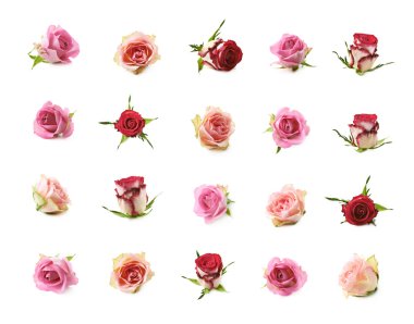 Birden çok gül tomurcukları izole kümesi