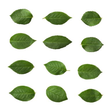 İzole tek gül yaprak yeşil