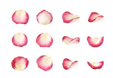 İzole tek gül yaprağı