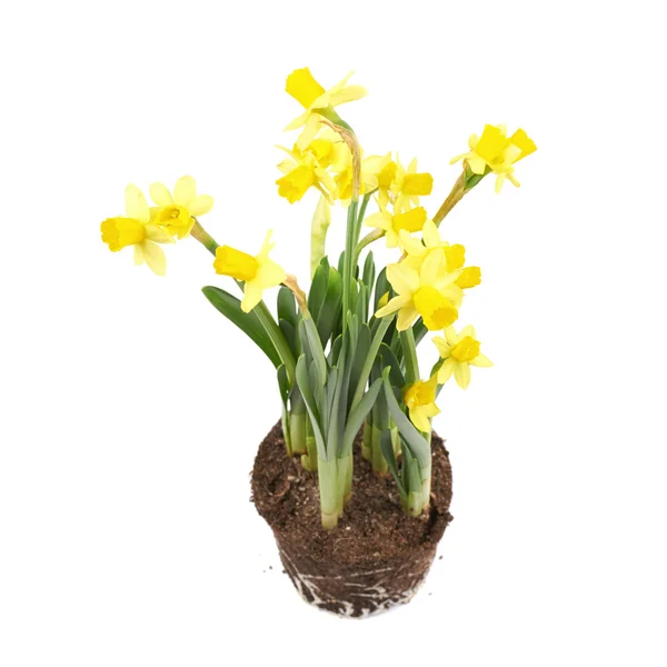 Gelbe Narzissenblüte isoliert — Stockfoto