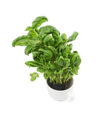 Bir fincan fesleğen bitki