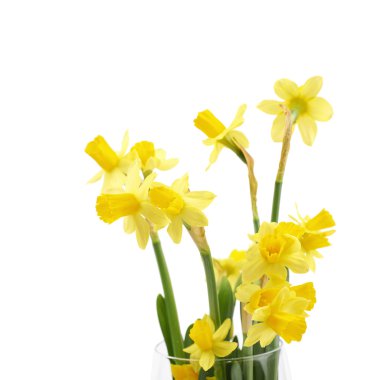 Sarı narsisli çiçek yalıtılmış
