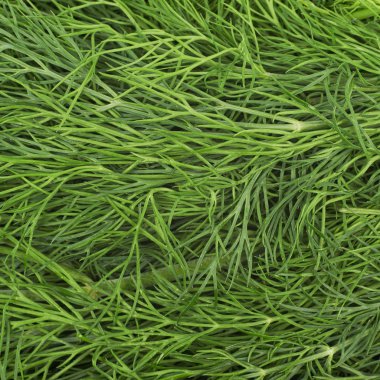 Dereotu ile kaplı yüzey