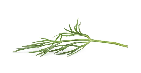 Dill herb isolated — Stock Photo, Image