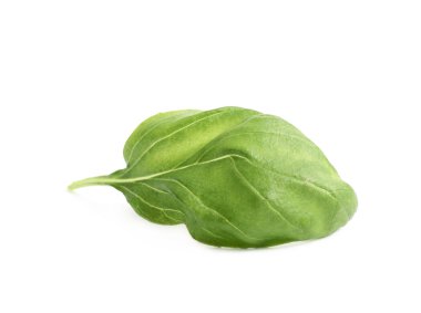 İzole taze fesleğen yaprağı