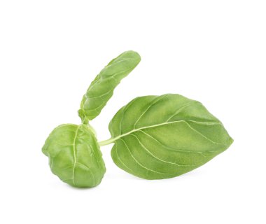 İzole taze fesleğen yaprağı