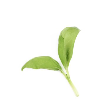 İzole taze fesleğen yaprağı