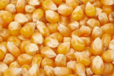 Mısır taneleri ile kaplı yüzey