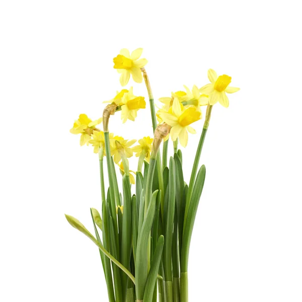 Gelbe Narzissenblüte isoliert — Stockfoto