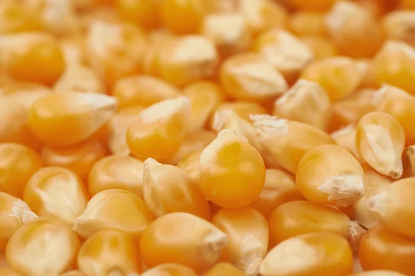 Поверхность покрыта зернами кукурузы — стоковое фото